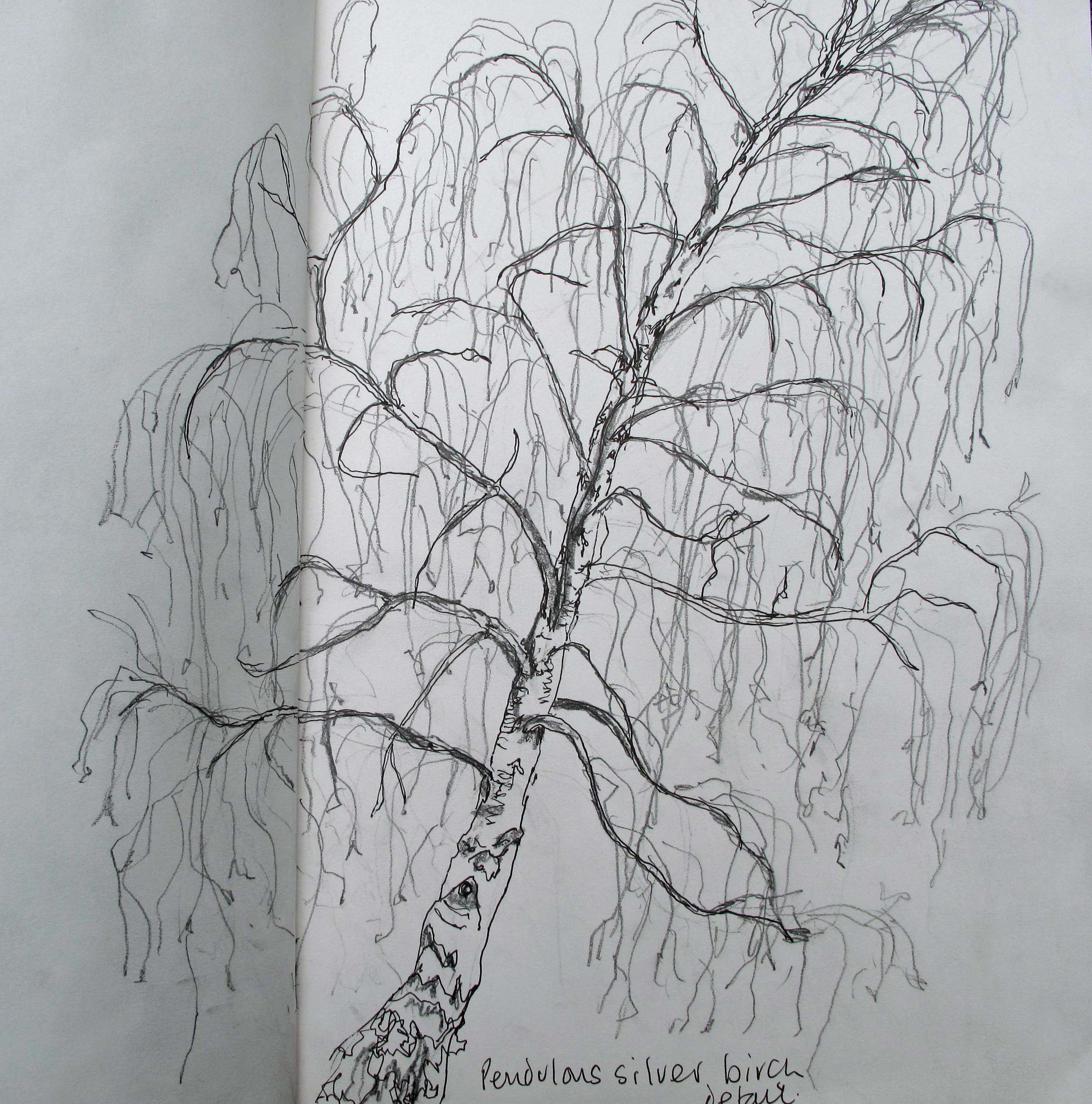 Sketching An Individual Tree (2) Birches | Learning Mojo